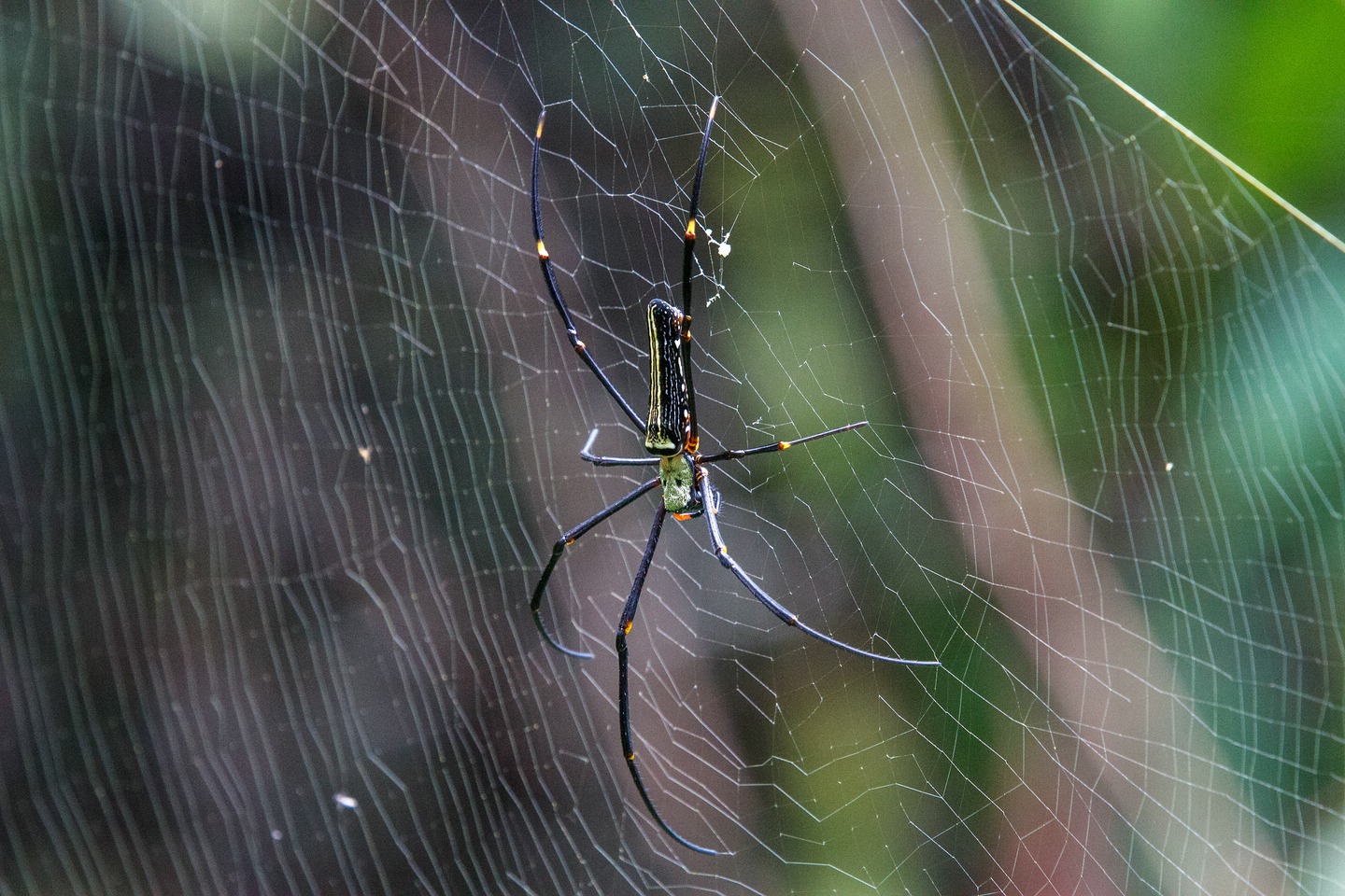 Philippinische Seidenspinne